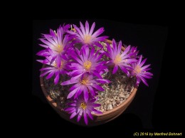 Mammillaria dadsonii 3429